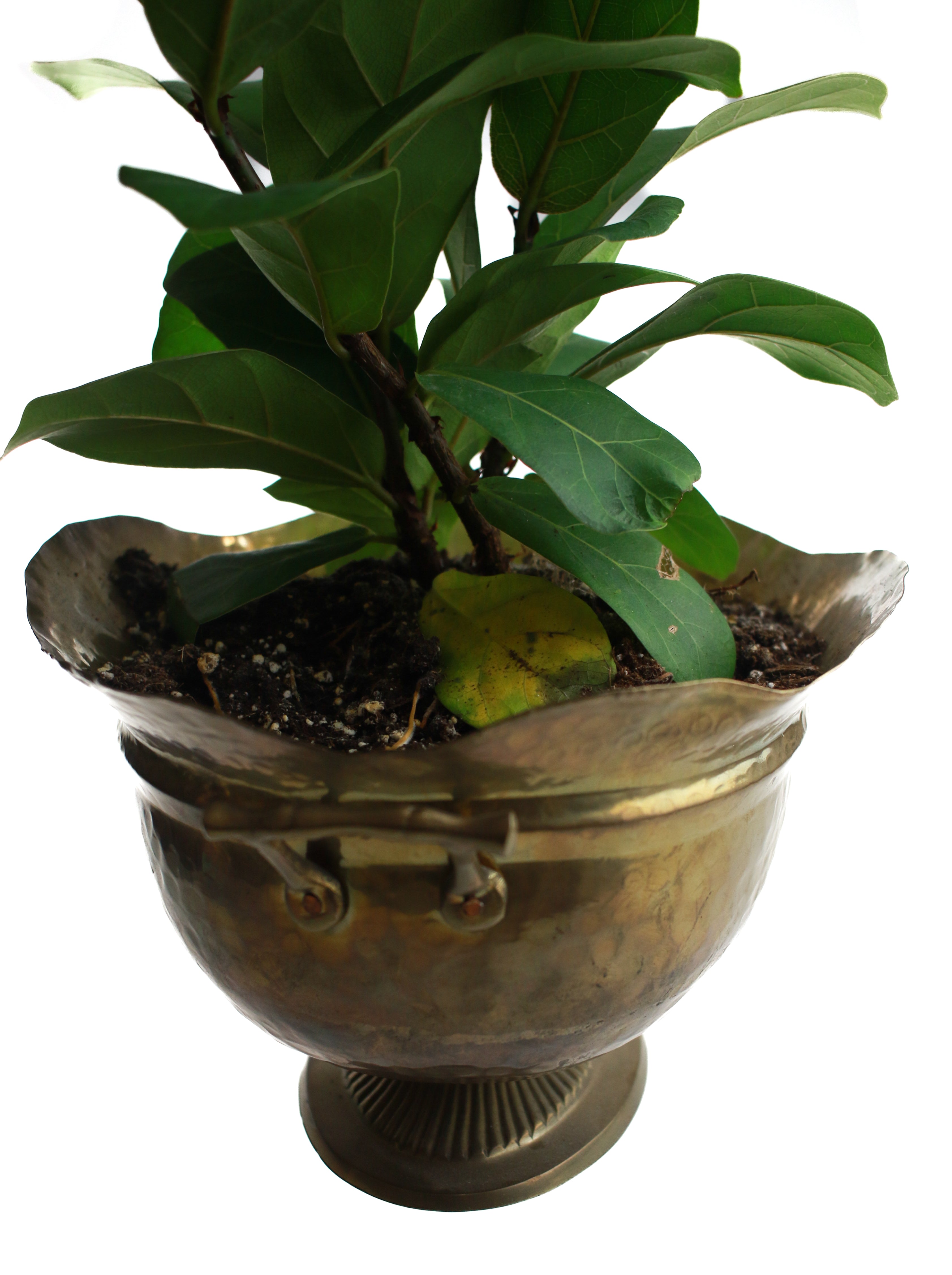 Vintage Brass Planter with Plant