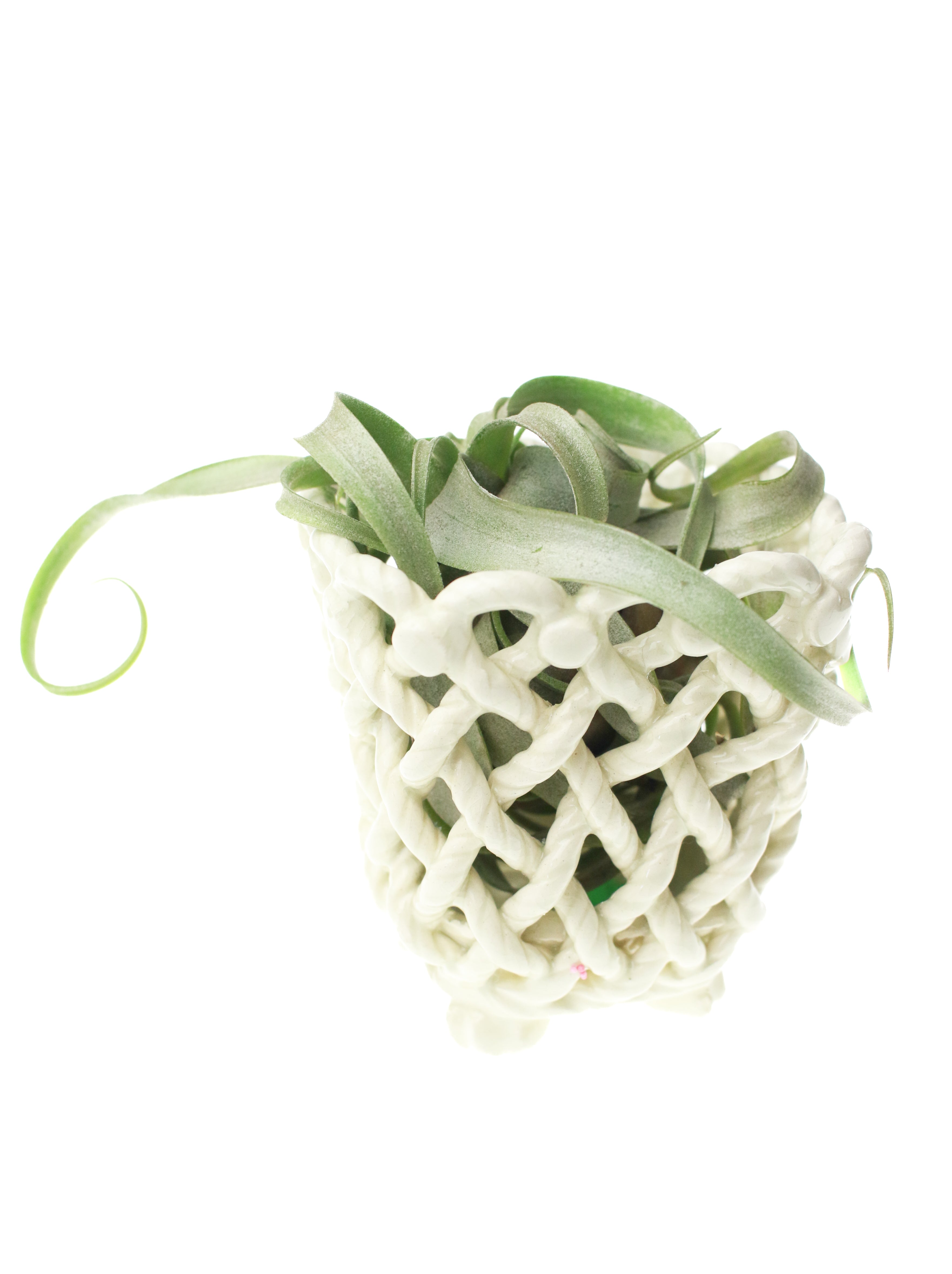Pottery Basket with Air Plant