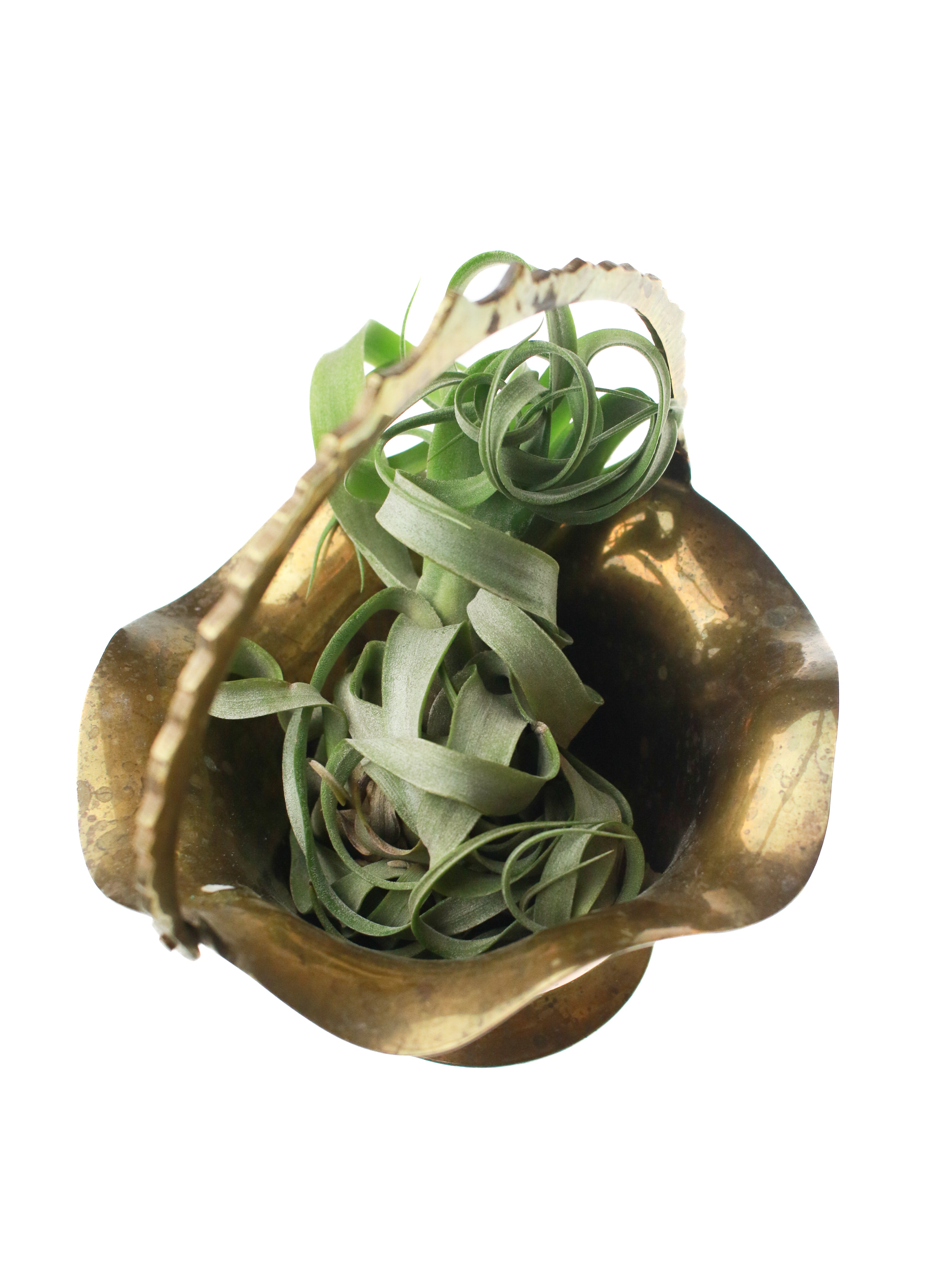 Brass Basket with Air Plant