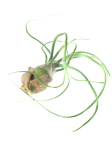 Mini Air Plants