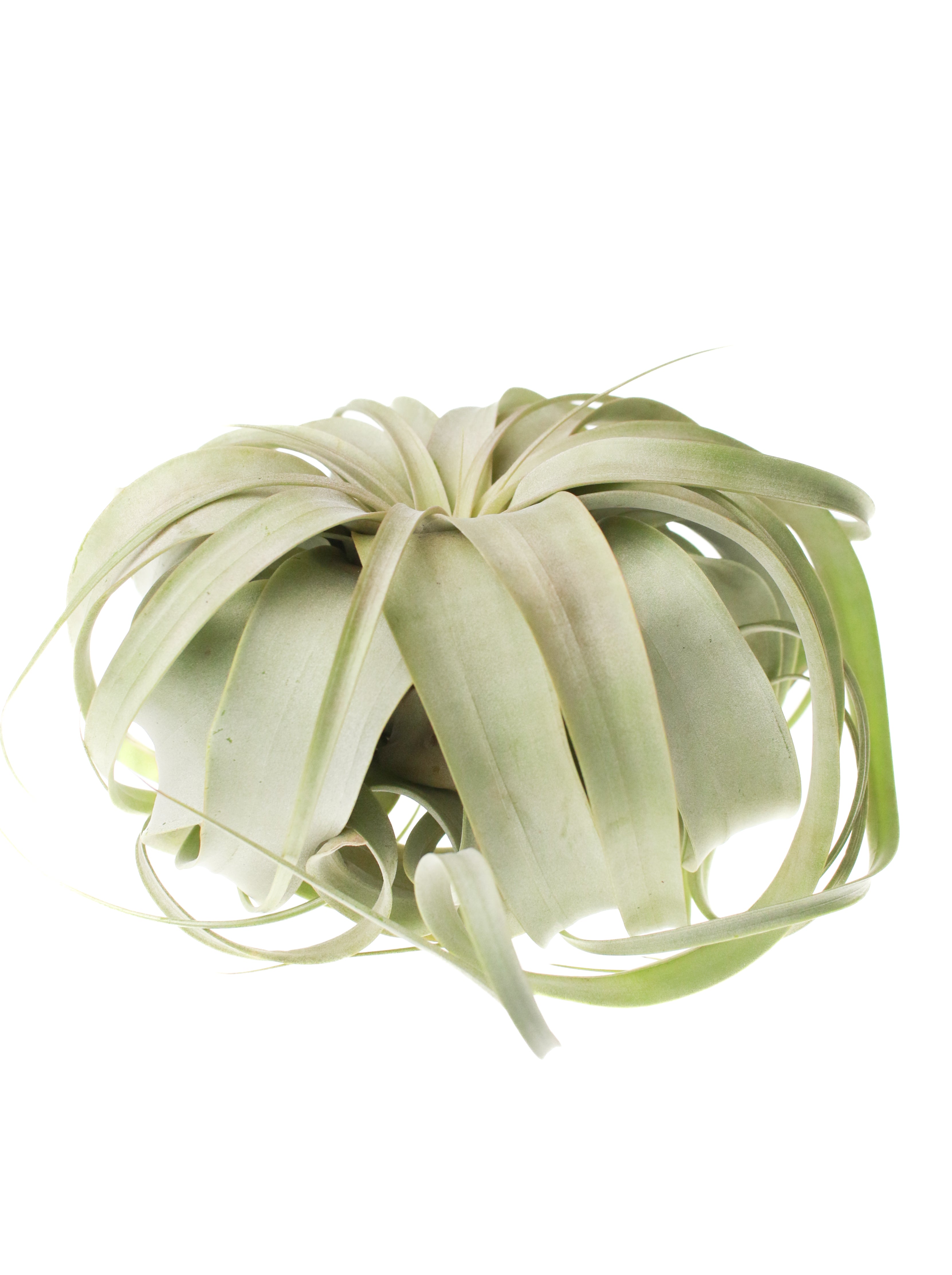 XL Air Plants