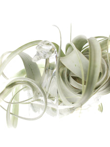 Glass Swan with XL Air Plant