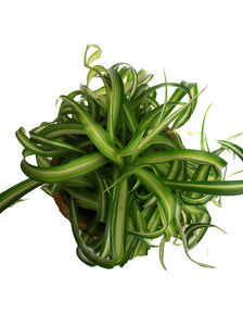 Whit's Vintage Picks | Large Container with Plant