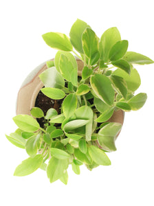 Whit's Vintage Picks-- Medium Container with Plant