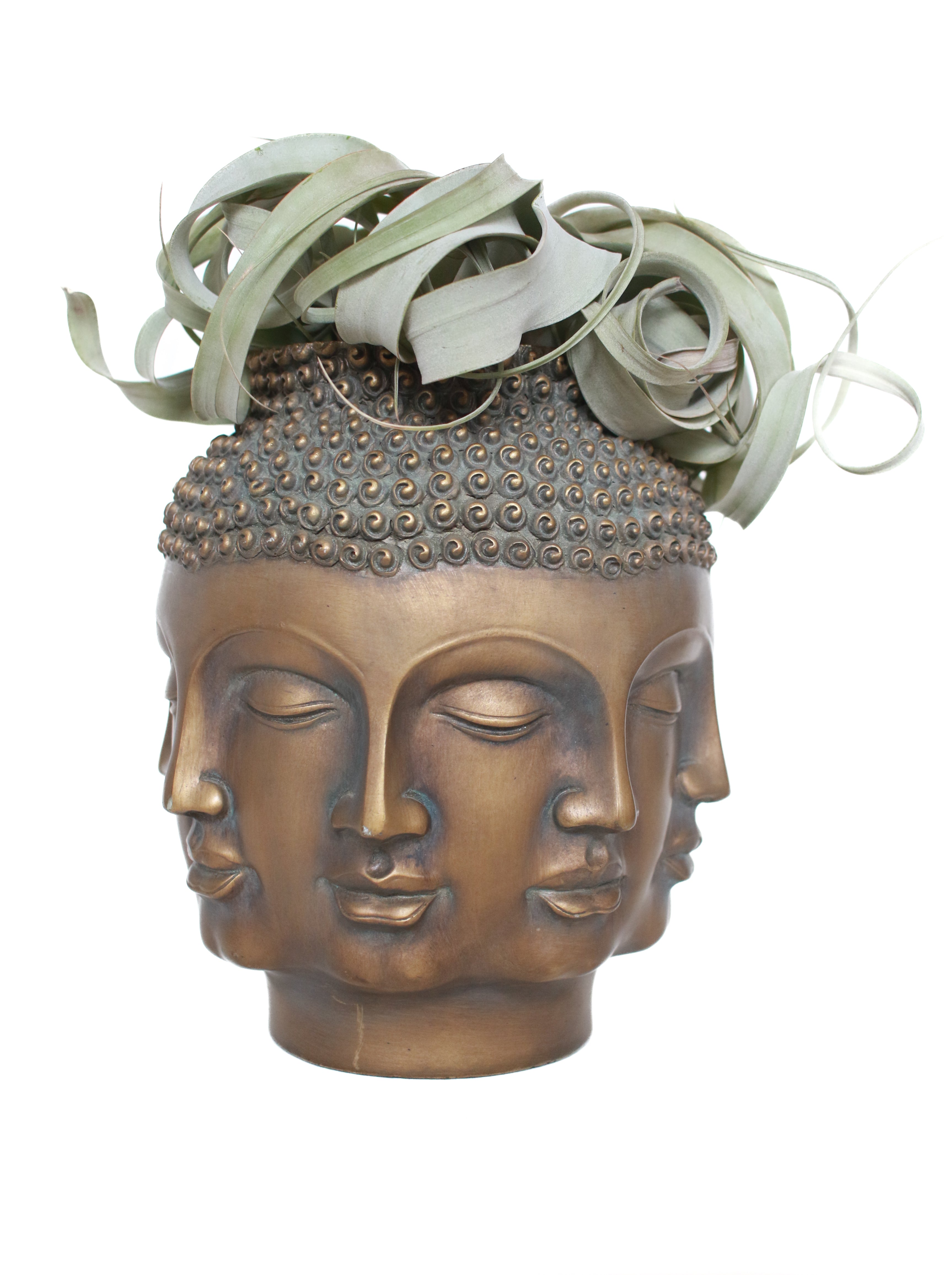 Brass Faces Planter with Air Plant