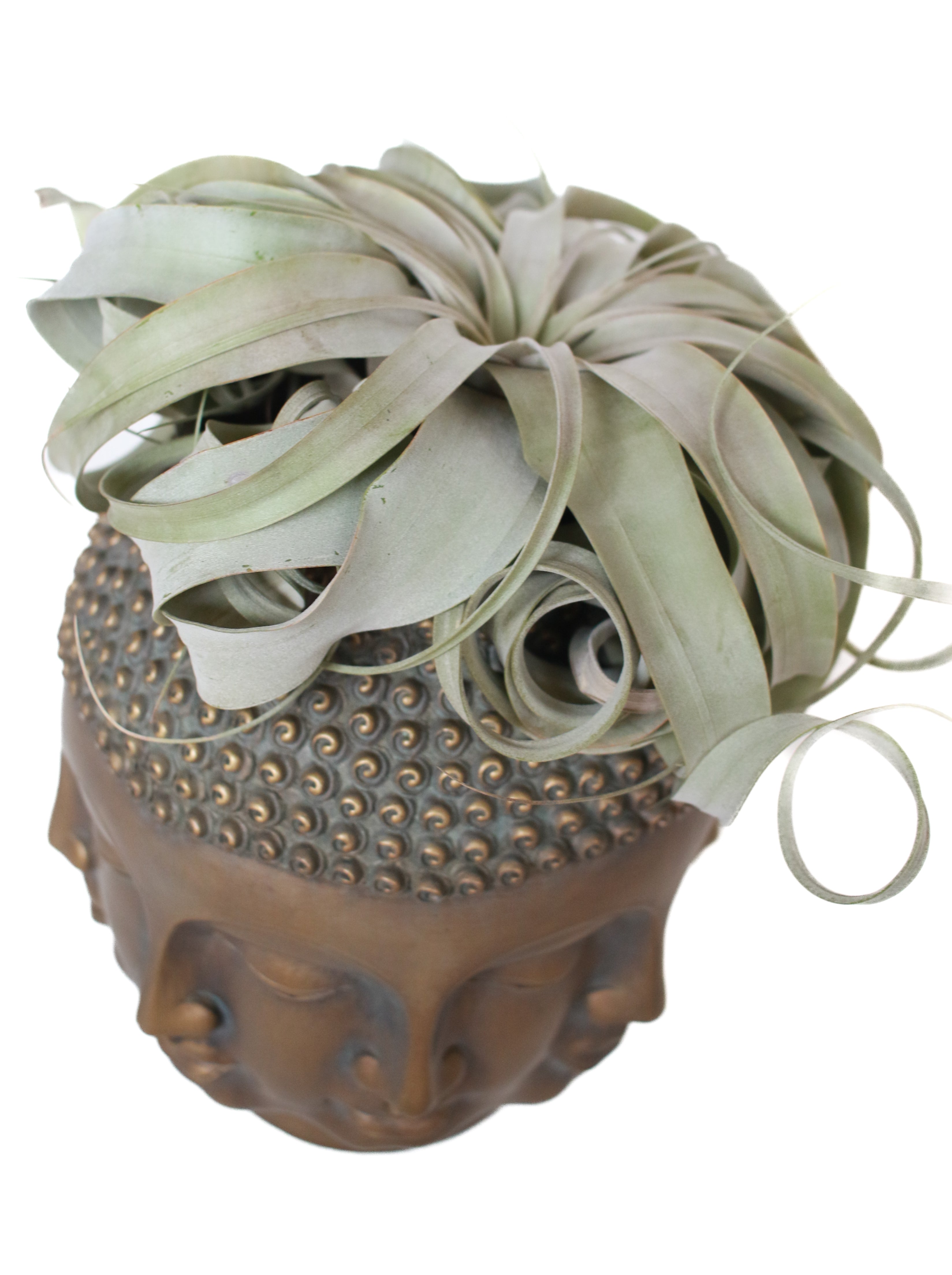 Brass Faces Planter with Air Plant