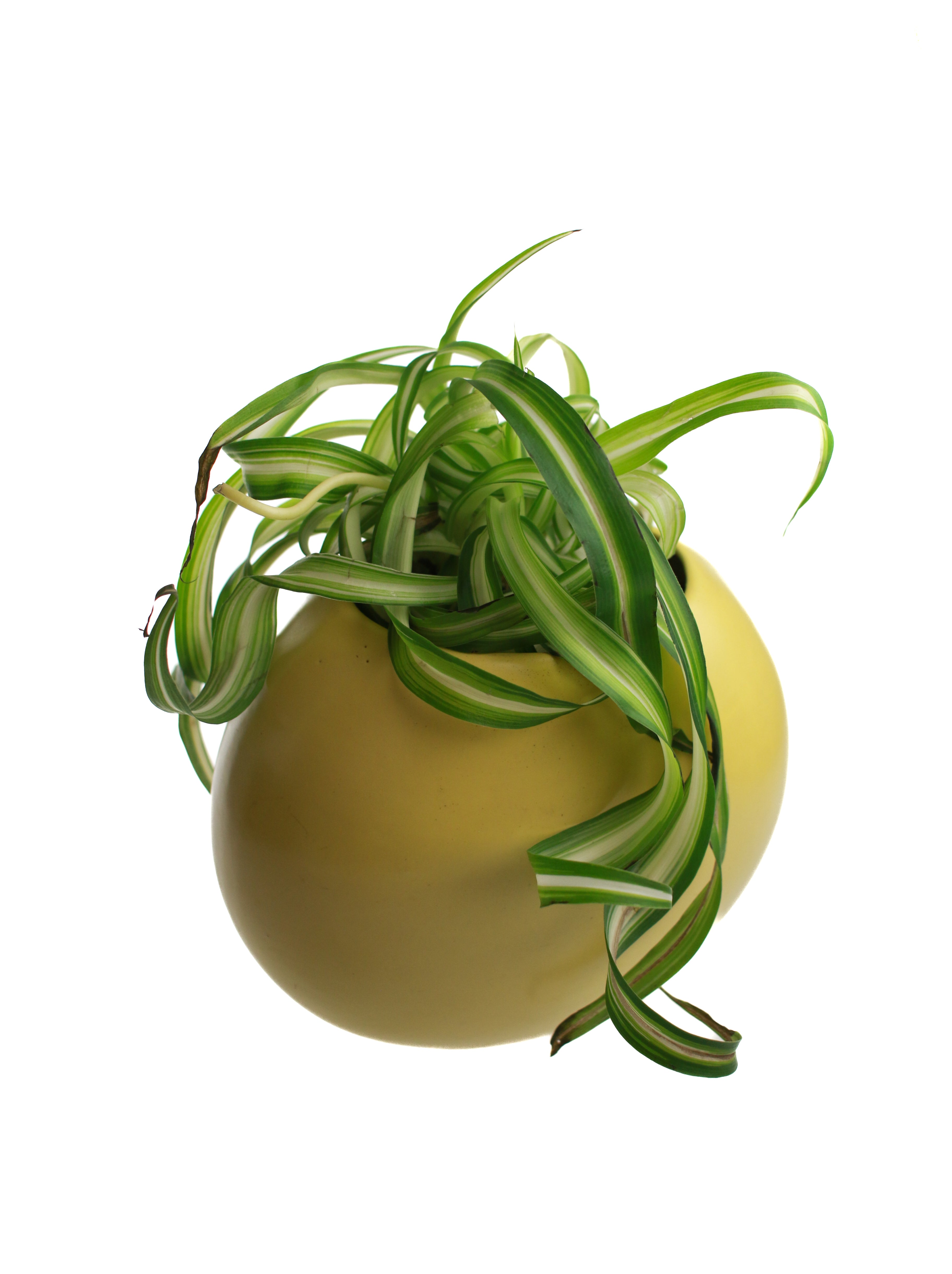 Whit's Vintage Picks | Large Container with Plant