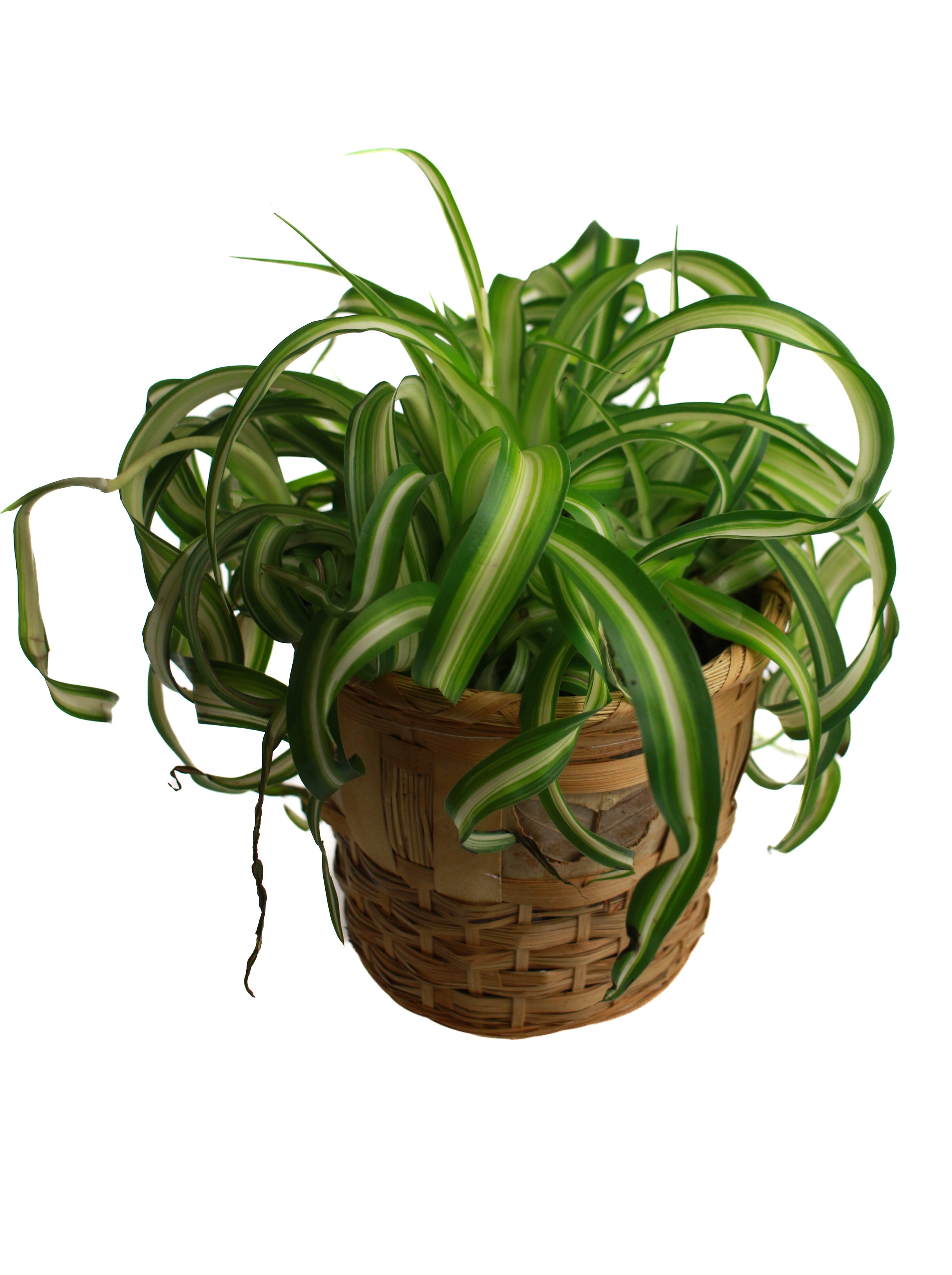 Whit's Vintage Picks | Large Container with Plant