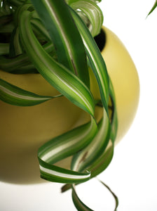 Whit's Vintage Picks | Large Container with Plant