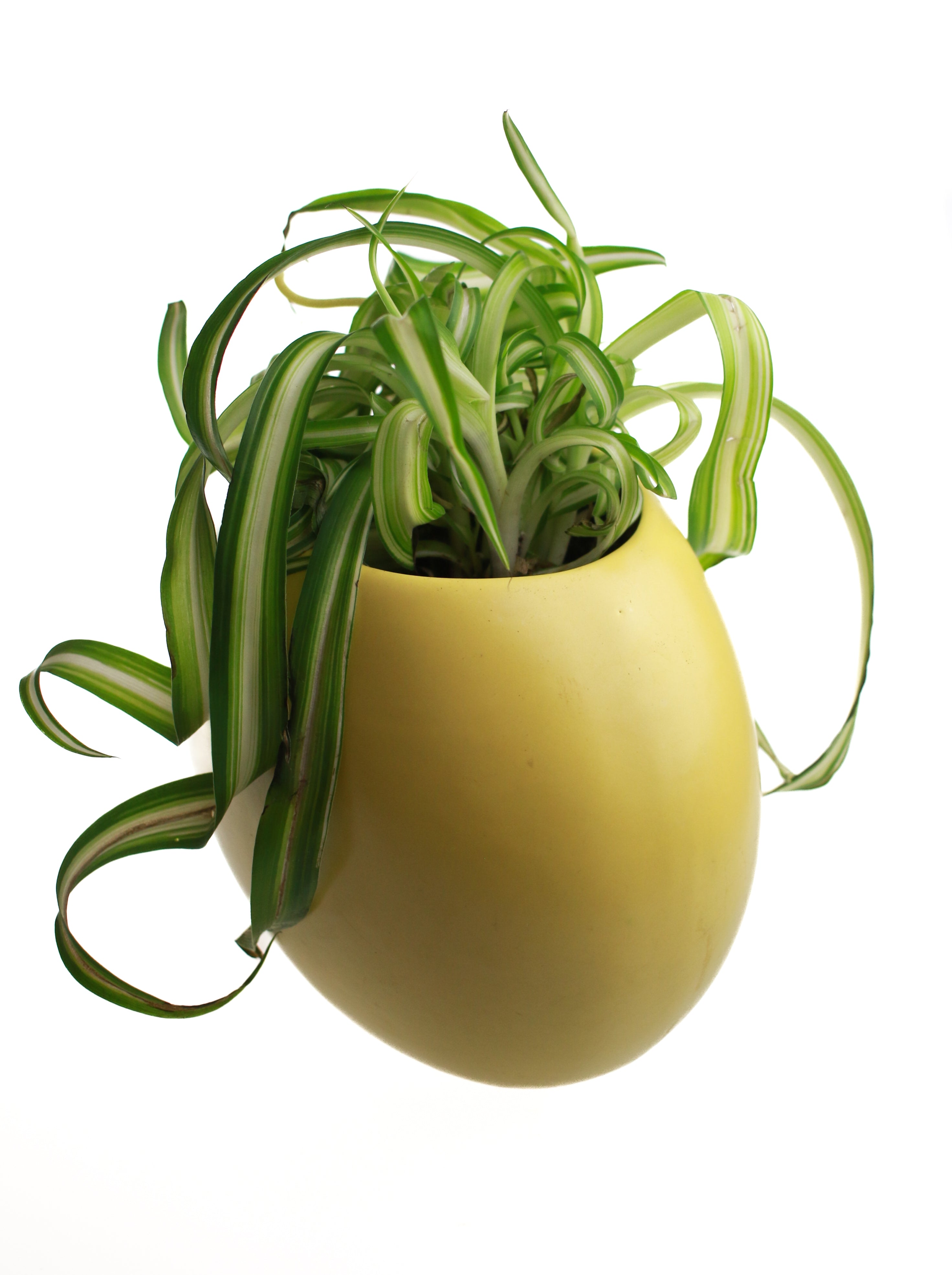Whit's Vintage Picks | Large Container with Plant