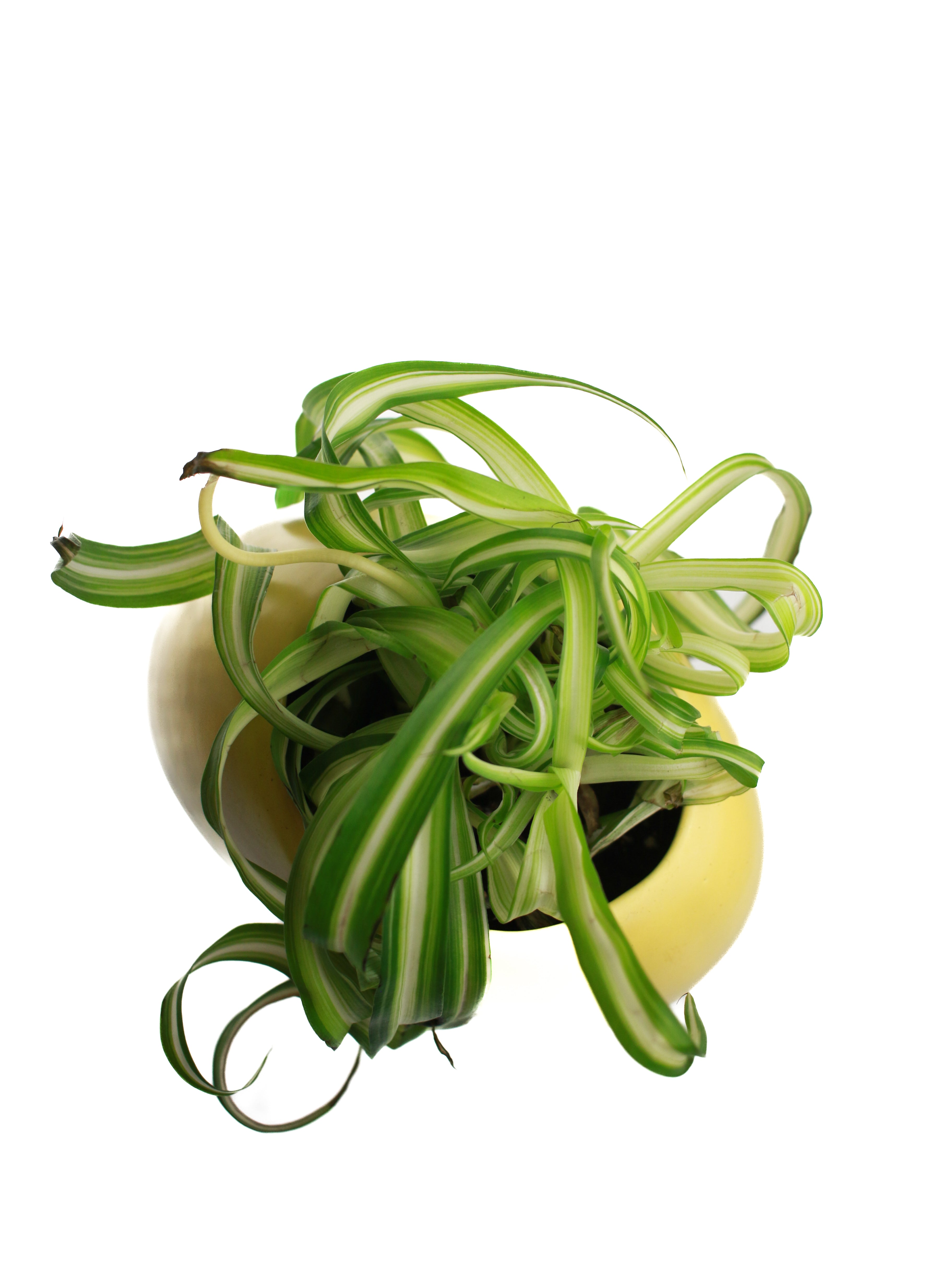 Whit's Vintage Picks | Large Container with Plant