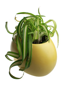 Whit's Vintage Picks | Large Container with Plant