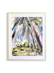 11x14 Redwoods Print