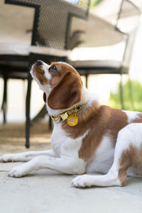 dog sitting outside with collar and tag on