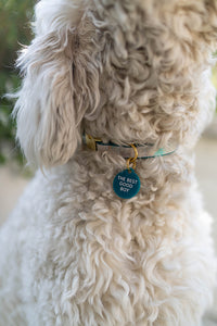 dog outside with collar and blue tag on that says the best good boy